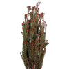 Vickerman H1TOM475 15-20" Red Tortum Bundle Male 5-6 Oz Bundle Preserved