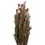 Vickerman H1TOM475 15-20" Red Tortum Bundle Male 5-6 Oz Bundle Preserved