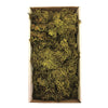 Vickerman H1WLF112 Tray Moss Green Moss Wolf Lichen - 8-9 Oz Preserved