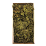 Vickerman H1WLF112 Tray Moss Green Moss Wolf Lichen - 8-9 Oz Preserved