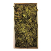 Vickerman H1WLF112 Tray Moss Green Moss Wolf Lichen - 8-9 Oz Preserved