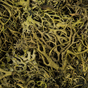 Vickerman H1WLF112 Tray Moss Green Moss Wolf Lichen - 8-9 Oz Preserved