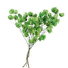 Vickerman H2CAR150 13.5-17" Green Dried Cara Blossom Bundle Preserved.