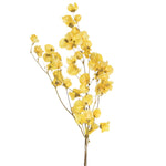 Vickerman H2CAR700 13.5-17" Yellow Dried Cara Blossom Bundle Preserved.