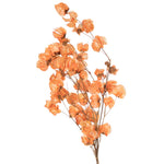 Vickerman H2CAR775 13.5-17" Orange Dried Cara Blossom Bundle Preserved.