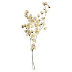 Vickerman H2CAR999 20-24" Natural Bleached Cara Blossom Spray. Includes 60 Flower Buds. Dried.