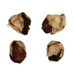Vickerman H2CCPB000 2-3" Natural Cacho Pod Bulk Case Of 60 Pods Dried