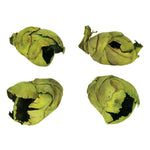 Vickerman H2CCPB100 2-3" Basil Cacho Pod Bulk Case Of 60 Pods Dried