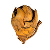 Vickerman H2CCPB725 2-3" Aspen Gold Cacho Pod Bulk Case Of 60 Pods Dried