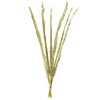 Vickerman H2CPS100 36-38" Basil Coco Palm  Thin Spine Basil 6 Stem Bu (Cpd-10) Dried