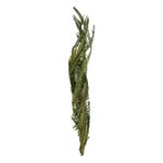Vickerman H2CTW150 40-48" Foliage Green Coco Palms - Twisted 6 Stems Dried