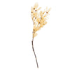 Vickerman H2CVS999 13.5-17" Bleached Dried Cabo Verde Skeleton On Twig Bundle Preserved.