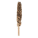 Vickerman H2GSW000 50 - 60" Natural Giant Seed Pod - Whole