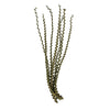 Vickerman H2LXL150 40-48" Green Ladder Branches. Includes 7 Extra Large Straight Branches Dried