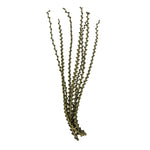 Vickerman H2LXL150 40-48" Green Ladder Branches. Includes 7 Extra Large Straight Branches Dried