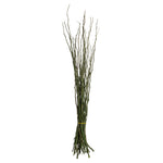 Vickerman H2MON150 35-40" Foliage Green Moneta Branches 8 Oz Bundle Dried