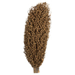 Vickerman H2OSP000 22 X 7" Avg Natural Olympia Seed Pod 1 Piece Dried