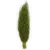 Vickerman H2OSP100 22 X 7" Avg Basil Olympia Seed Pod 1 Piece Dried