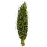 Vickerman H2OSP100 22 X 7" Avg Basil Olympia Seed Pod 1 Piece Dried