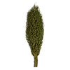 Vickerman H2OSP150 22 X 7" Avg Foliage Green Olympia Seed Pod 1 Piece Dried
