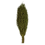 Vickerman H2OSP150 22 X 7" Avg Foliage Green Olympia Seed Pod 1 Piece Dried