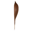 Vickerman H2PAS000-3 24-30" Natural Palm Paddle Set Of 3 Dried