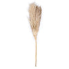 Vickerman H2PPS000-6 46" Dried Natural Pampas Grass 6 Pieces Per Pack