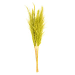 Vickerman H2PPS105-6 46" Dried Light Basil Green Pampas 6 Pack. It Includes Two Stems. Recommended For Indoor.