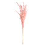 Vickerman H2PPS425-6 46" Preserved Salmon Pampas Grass 6 Pack. It Includes Two Stems. Recommended For Indoor.