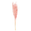 Vickerman H2PPS630-6 46" Dried Dusty Rose Pampas Grass 6 Pack. It Includes Two Stems. Recommended For Indoor.
