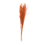 Vickerman H2PPS729-6 46" Dried Orange Pampas Grass 6 Pack. It Includes Two Stems. Recommended For Indoor.