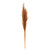 Vickerman H2PPS800-6 46" Dried Mocha Brown Pampas Grass 6 Pack. It Includes Two Stems. Recommended For Indoor.