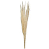 Vickerman H2PPS999-6 46" Dried Bleached Pampas Grass 6 Pieces Per Pack.
