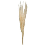 Vickerman H2PPS999-6 46" Dried Bleached Pampas Grass 6 Pieces Per Pack.
