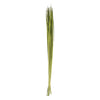 Vickerman H2SGL150 72" Foliage Green Sable Grass Xl 16 Oz Bundle Dried