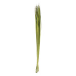 Vickerman H2SGL150 72" Foliage Green Sable Grass Xl 16 Oz Bundle Dried