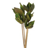 Vickerman H2SOR100 16" Basil Sora Pod Attached To A Wood Stem.  Includes 5 Stems Per Pack Dried