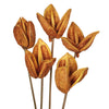 Vickerman H2SOR725 16" Aspen Gold Sora Pod Attached To A Wood Stem.  Includes 5 Stems Per Pack Dried