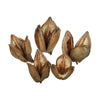 Vickerman H2SORB000 3-4" Natural Sora Pod 25 Pieces Per Bulk Case Dried