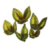 Vickerman H2SORB110 3-4" Light Basil Sora Pod 250 Pieces Per Bulk Case Dried