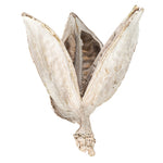 Vickerman H2SORB999-1 3-4" Bleached Sora Pods Bulk Case 25 Per Case Dried