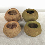 Vickerman H2SPL000-3 5" Natural Sapa Pod 3 Pack Dried