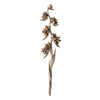 Vickerman H2SPS000 5-6' Natural Star Pod Stalk 1 Stalk Dried