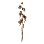 Vickerman H2SPS000 5-6' Natural Star Pod Stalk 1 Stalk Dried