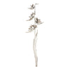 Vickerman H2SPS900 5-6' White Wash Star Pod Stalk 1 Stalk Dried