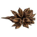 Vickerman H2STA000 6" Natural Star Pod 1 Piece Dried