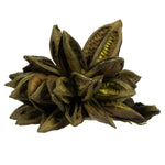 Vickerman H2STA100 6" Basil Star Pod 1 Piece Dried