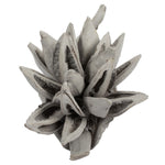 Vickerman H2STA300 6" Gray Wash Star Pod 1 Piece Dried