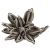 Vickerman H2STA900 6" White Wash Star Pod 1 Piece Dried