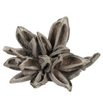 Vickerman H2STA900 6" White Wash Star Pod 1 Piece Dried